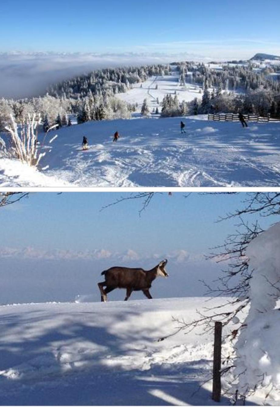 Apartment Le Chamois Mont D'or